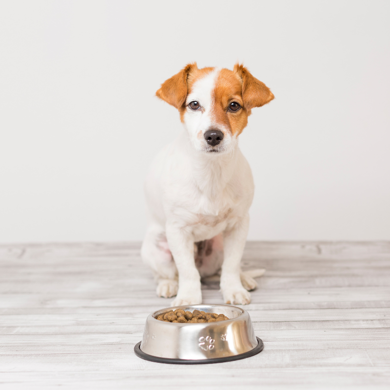 Almo Nature - Almo Nature - Croquettes Holistic Maintenance au Saumon pour Chien de Petite Taille - Image 2