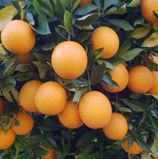 0 - Citrus sinensis var.Valencia Midknigh (oranger gros fruit sans pépins) Pot de 9 litres -140/160 cm