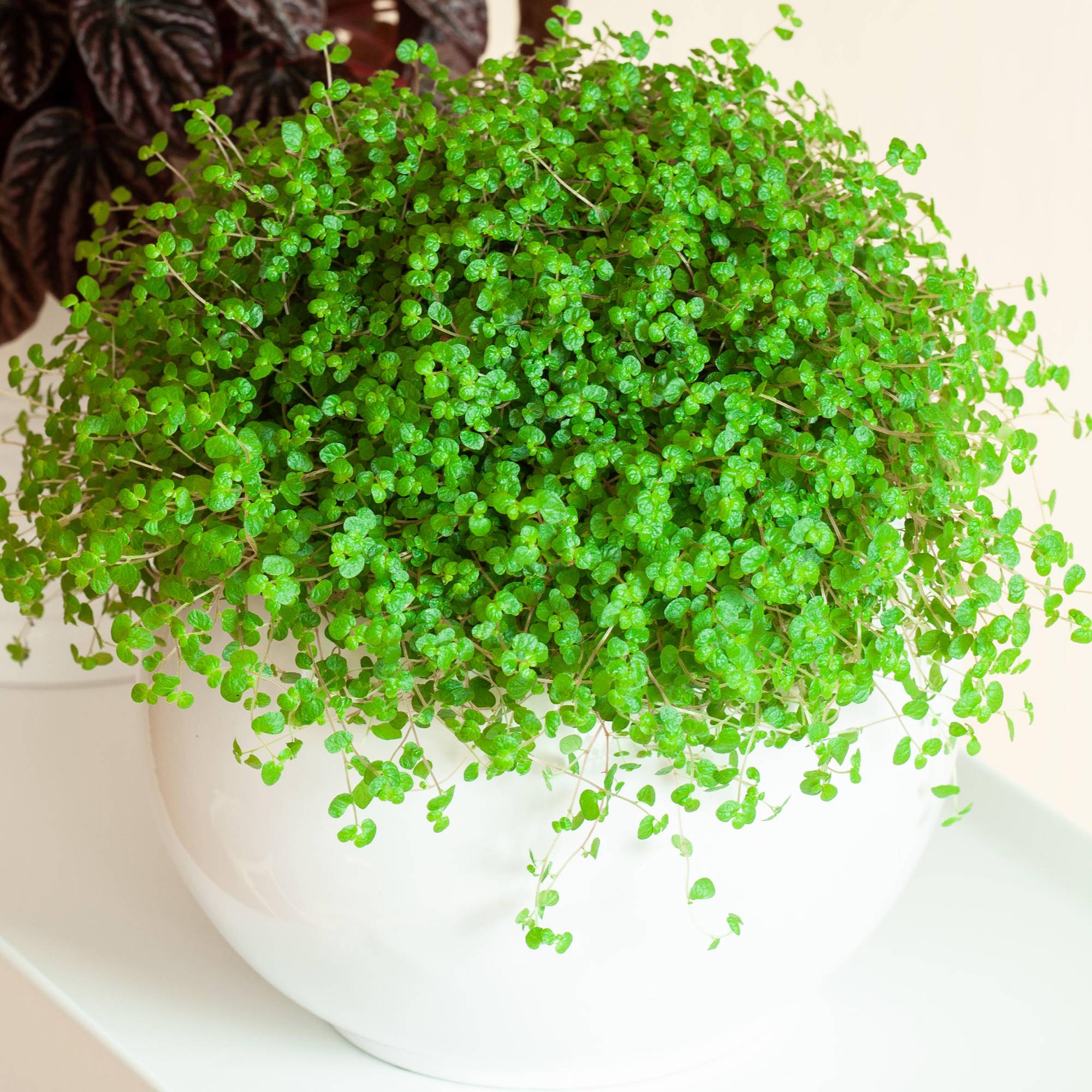 Gardenersdream - 1 X Soleirolia Soleirolii Helxine Vert | Plante D'Intérieur Pour La Maison Ou Le Bureau - GardenersDream - Image 1