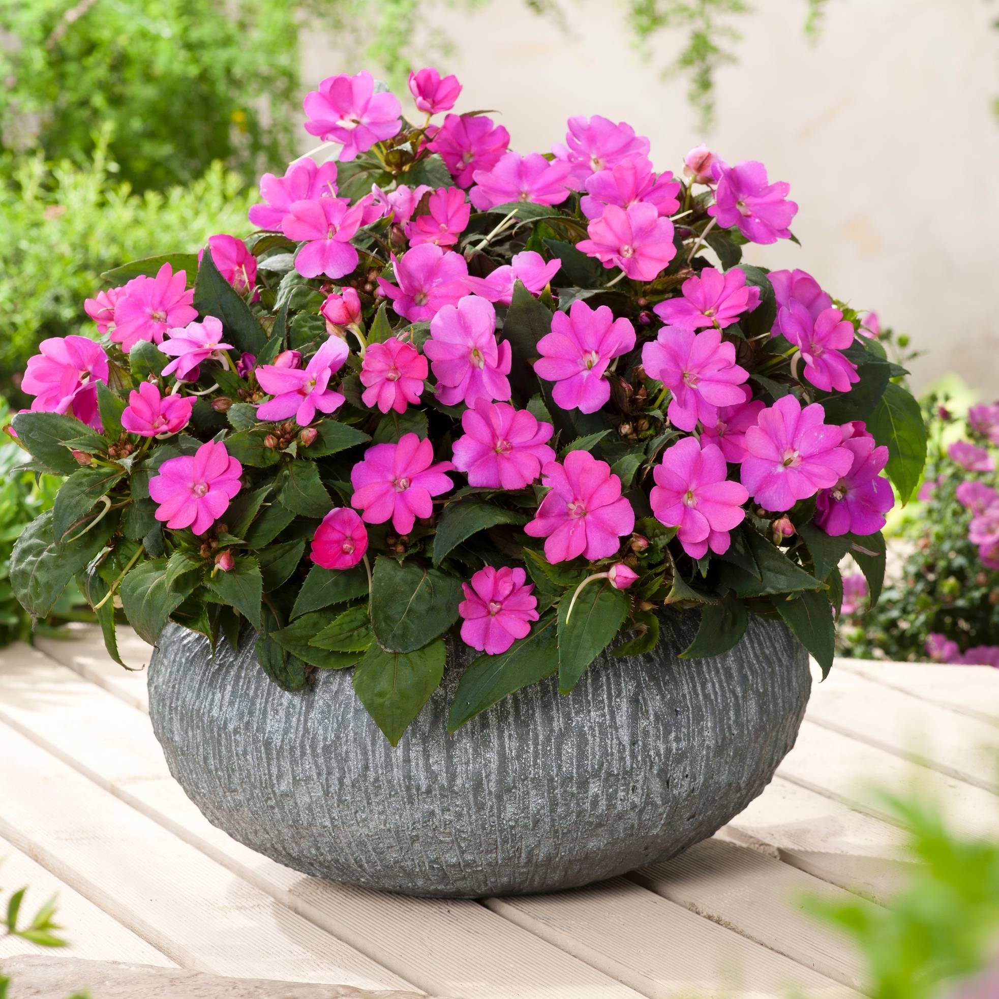 Impatiens SunPatiens Compact Hot Lilac Mini-motte Ø 3/4 cm, Plant vert de 5 à 10 cm de haut (par 5)