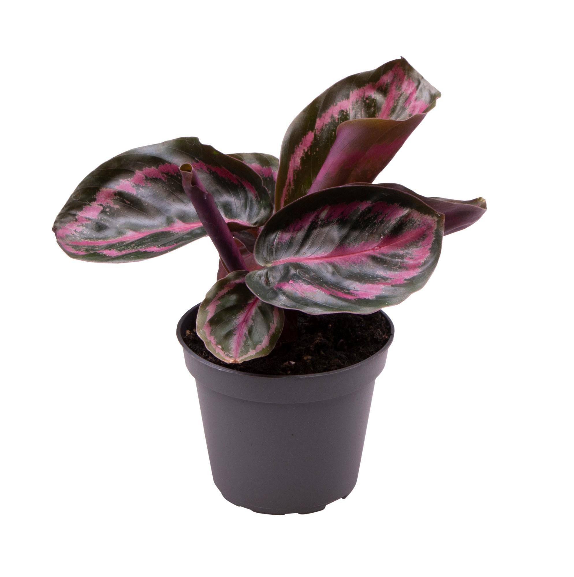 La Green Touch - Mini Calathea Roseopicta 12cm - Plante d'intérieur- La Green Touch - Image 1