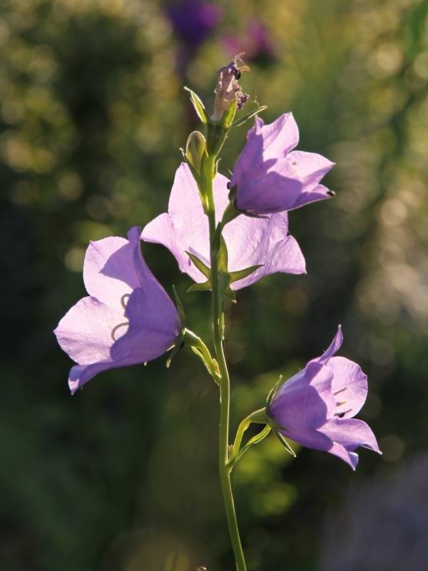 Promesse de Fleurs - Campanule à feuilles de pêcher - Campanula persicifolia Godet de 8/9 cm - Image 1