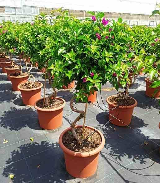 Sans Marque - Bougainvillier vera (bougainvillier très florifère) Taille:Pot de 65L - Boule - 60/80cm - Image 5