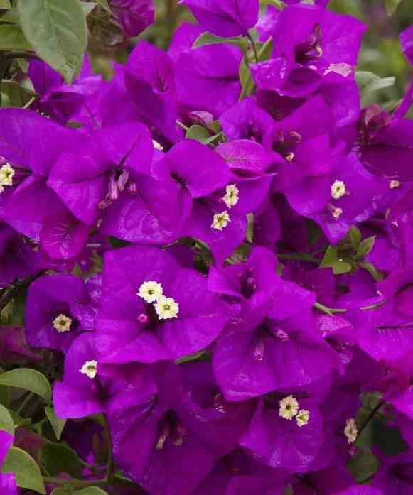 Sans Marque - Bougainvillier vera (bougainvillier très florifère) Taille:Pot de 65L - Boule - 60/80cm - Image 2