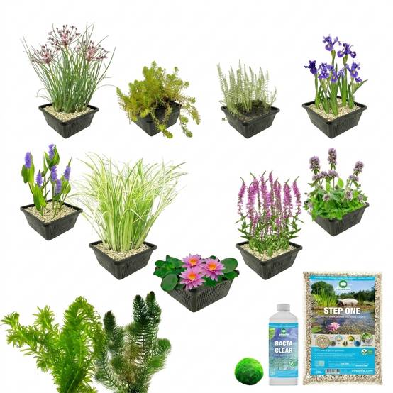 0 - Pack Bassin Rose 500-1.250L - Nénuphar Rose & Oxygénantes Berge Complet - Image 3