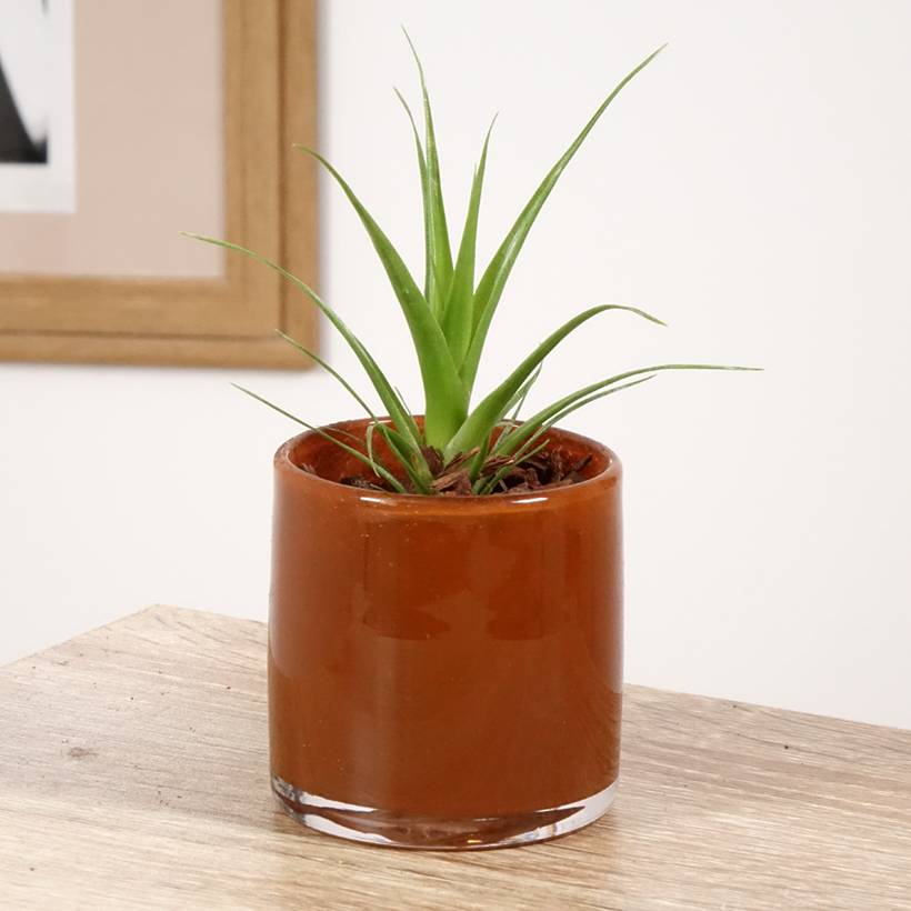 Tillandsia Naomi Mini-plante