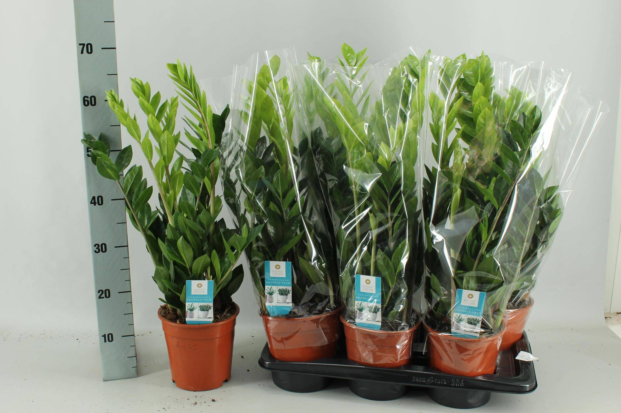 Zamioculcas Zamiifolia - D17 H65cm