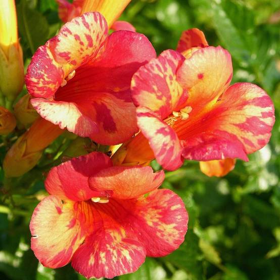 Bignone Orangeade® 'Tracamp' à fleurs Orange - feuillage Caduc - Pot de 3L - Echelle bambou 60/120 cm- hauteur à maturité De 3,00 m à 5,00 m - Image 9