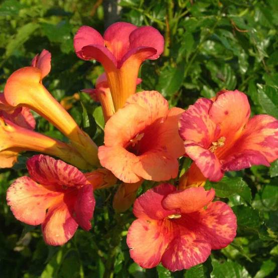 Bignone Orangeade® 'Tracamp' à fleurs Orange - feuillage Caduc - Pot de 3L - Echelle bambou 60/120 cm- hauteur à maturité De 3,00 m à 5,00 m - Image 5