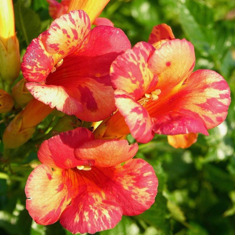 Bignone Orangeade® 'Tracamp' à fleurs Orange - feuillage Caduc - Pot de 3L - Echelle bambou 60/120 cm-  hauteur à maturité De 3,00 m à 5,00 m - Image 1