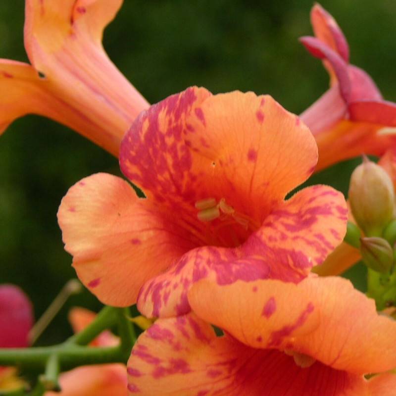 Bignone Orangeade® 'Tracamp' à fleurs Orange - feuillage Caduc - Pot de 3L - Echelle bambou 60/120 cm-  hauteur à maturité De 3,00 m à 5,00 m - Image 2