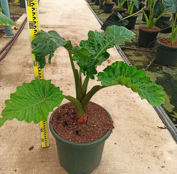 0 - Alocasia 'Low Rider' (Oreille d'éléphant Géant, Taro) Pot de 25L - 80/100cm - Image 1
