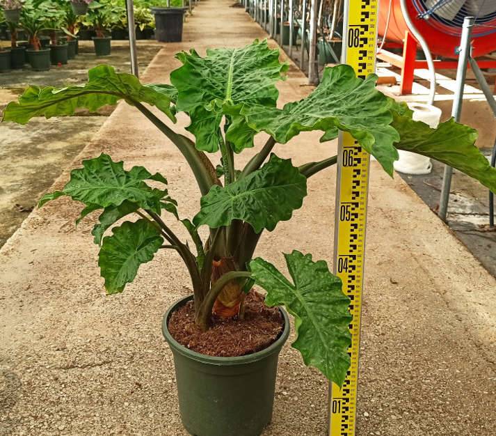 0 - Alocasia 'Low Rider' (Oreille d'éléphant Géant, Taro) Pot de 25L - 80/100cm - Image 2