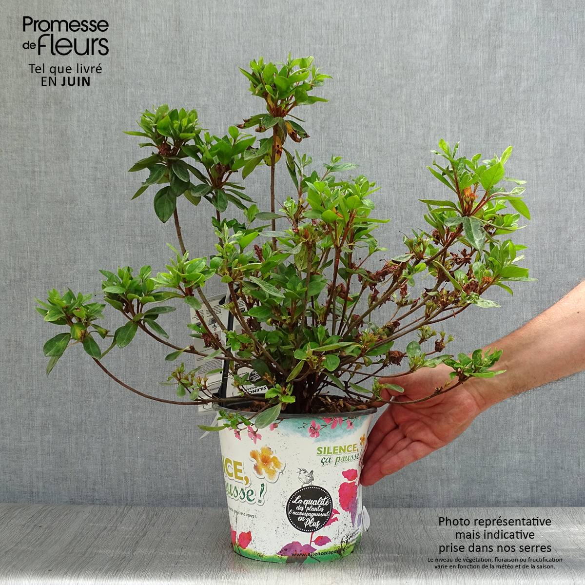 Azalée du Japon Vuyk's Scarlet - Rhododendron hybride. Pot de 4L/5L - Image 2