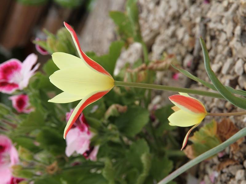 Promesse de Fleurs - Tulipe botanique clusiana Cynthia Bulbe calibre 5+ (par 10) - Image 2