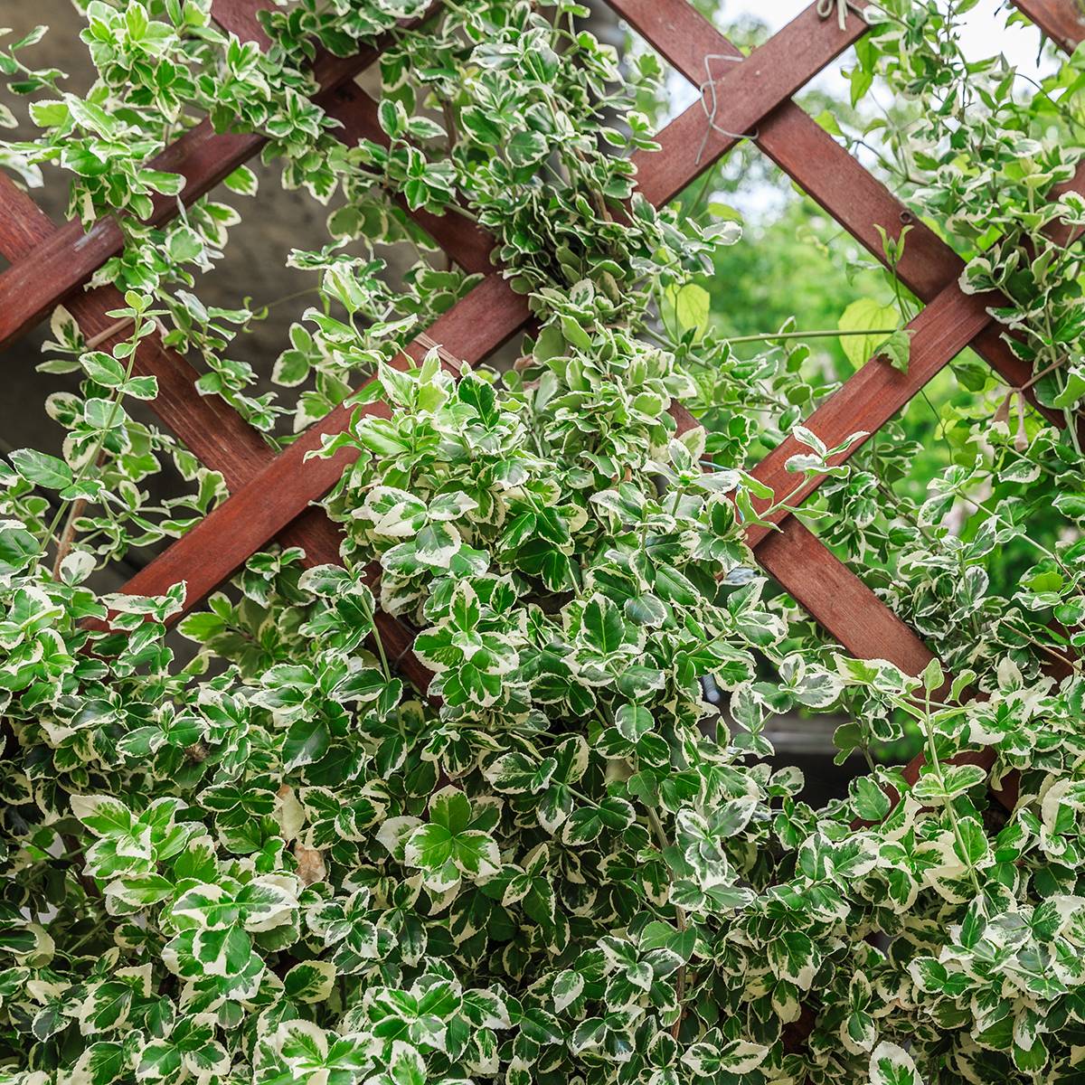 Euonymus fortunei Silver Carpet - Fusain persistant Pot de 2L/3L
