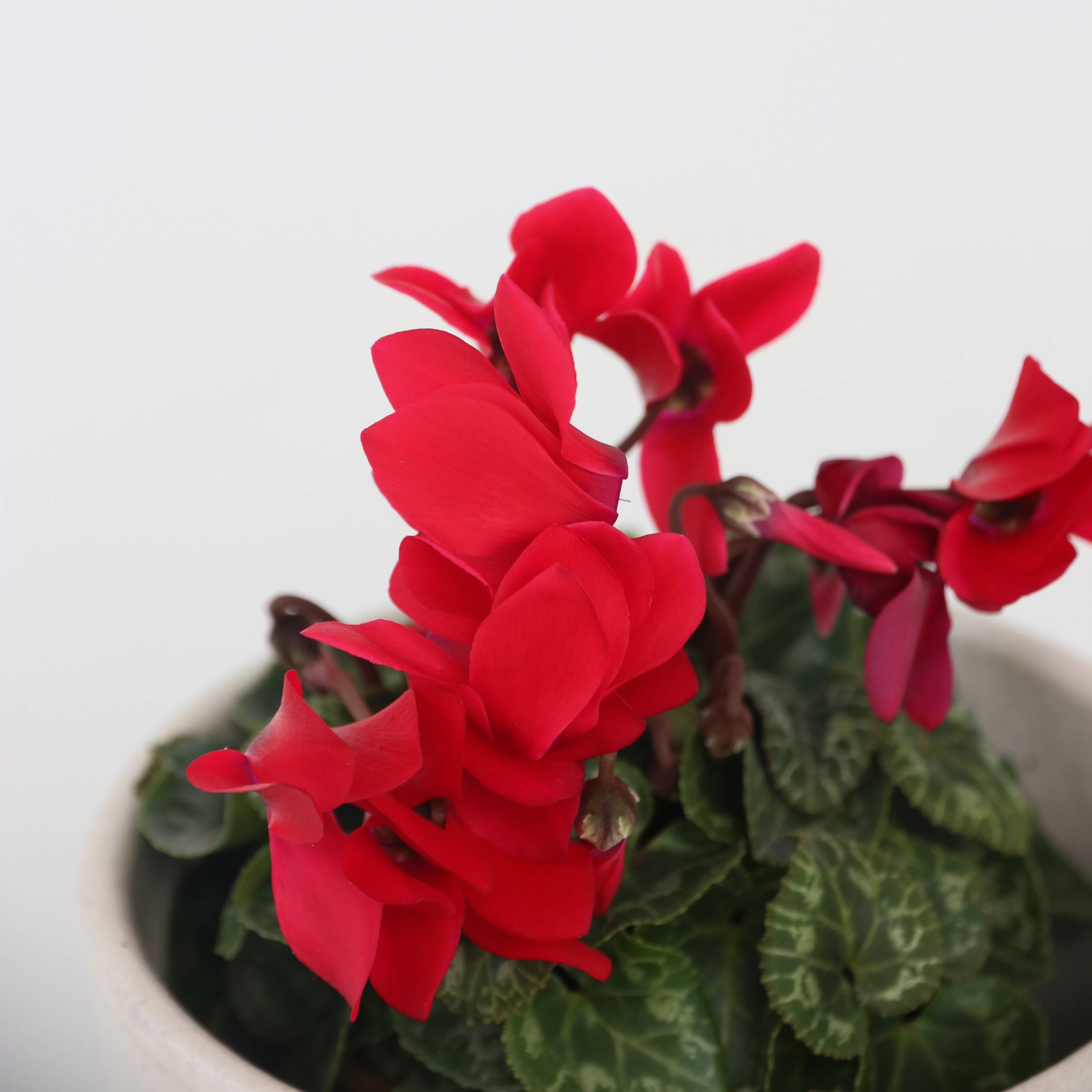 Plant In A Box - Cyclamen de Perse - Set de 6 - Cyclamen 'Winfall Scarlet' - H10-20cm - ⌀9cm - Image 4