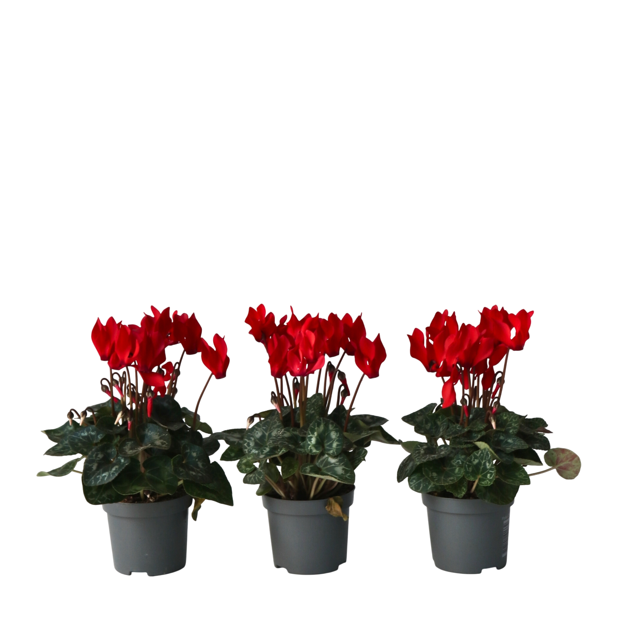 Plant In A Box - Cyclamen de Perse - Set de 6 - Cyclamen 'Winfall Scarlet' - H10-20cm - ⌀9cm