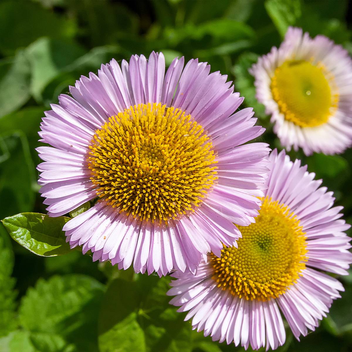 Erigeron glaucus - Vergerette glauque Godet de 8/9 cm