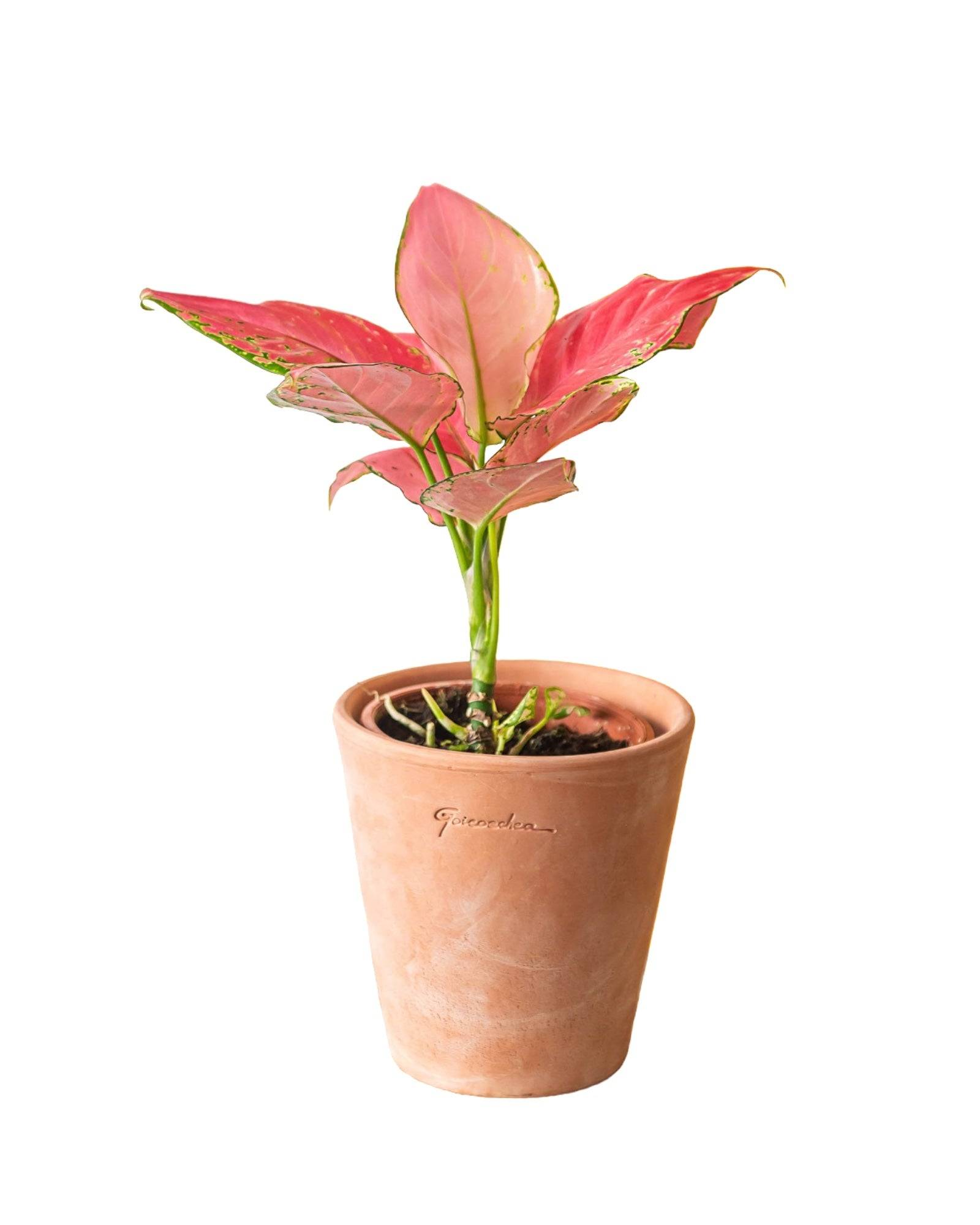 Aglaonema flamingo Pink 35cm - Plante d'intérieur- La Green Touch - Image 4