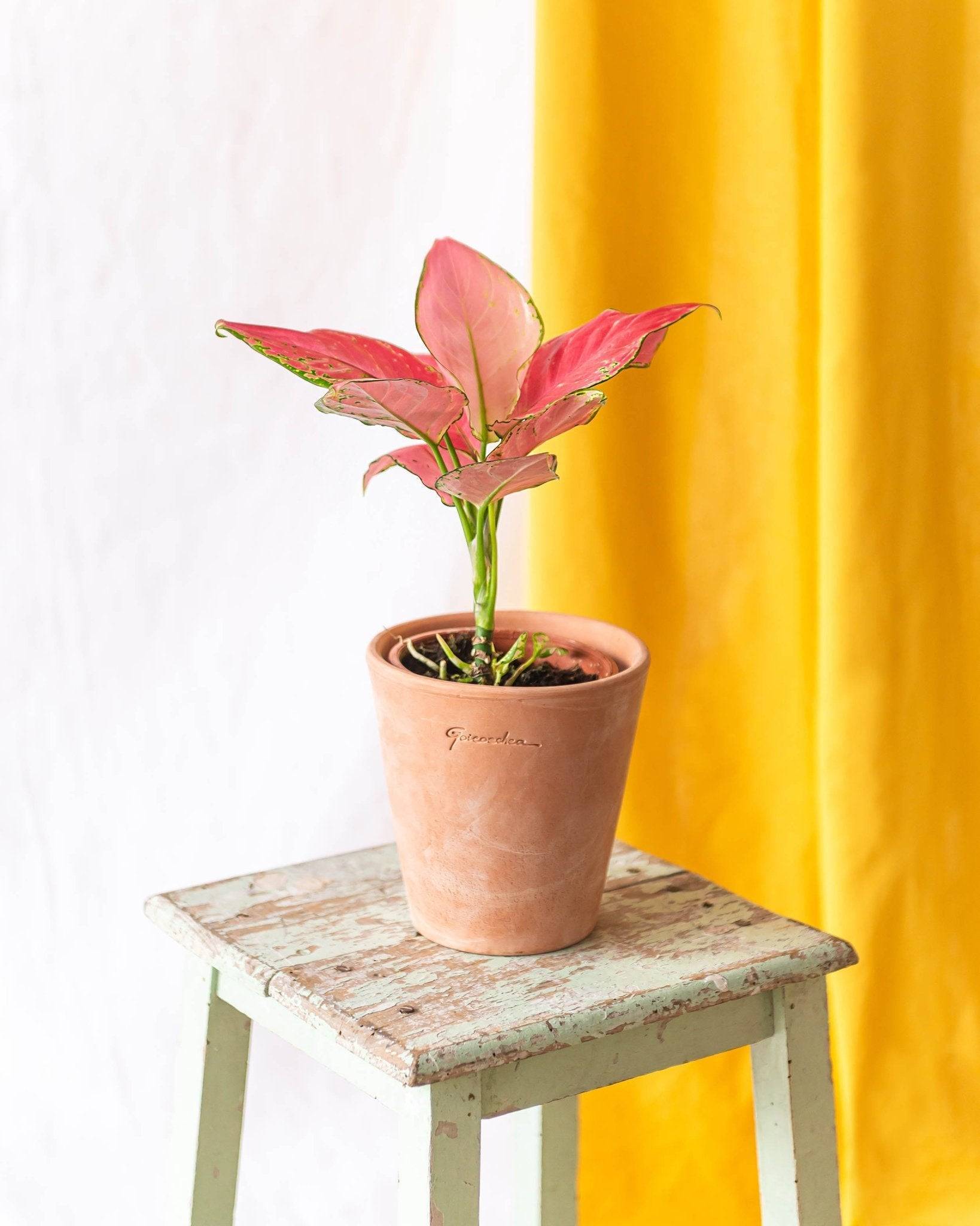 Aglaonema flamingo Pink 35cm - Plante d'intérieur- La Green Touch - Image 2