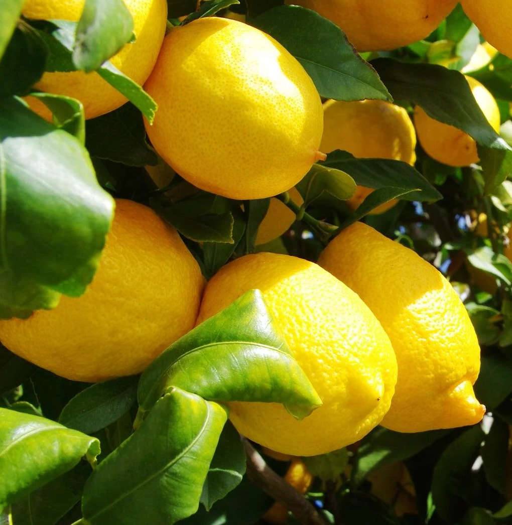 0 - Citrus limon var Eureka (citron toute l'année/ 4 saisons) Pot de 10 litres - 140/160 cm - Image 1