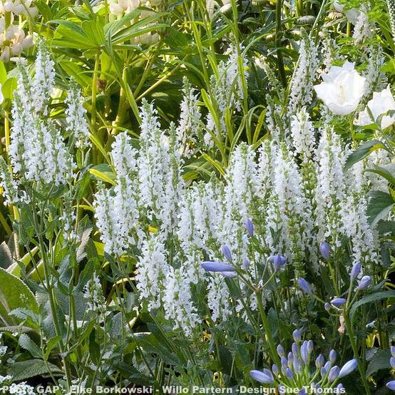 Salvia nemorosa Schneehügel - Sauge des bois Pot de 2L/3L