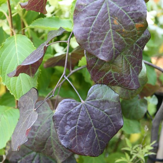 Cercis canadensis Ruby Falls – Arbre de Judée pleureur, nain et pourpre Pot de 7,5L/10L - Image 1