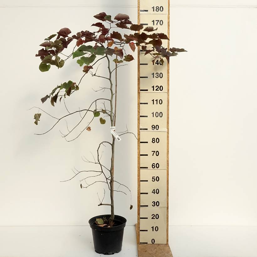 Cercis canadensis Ruby Falls – Arbre de Judée pleureur, nain et pourpre Pot de 7,5L/10L - Image 2