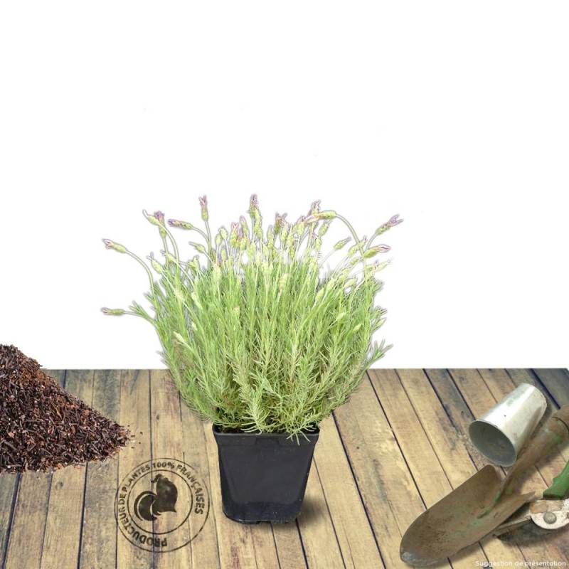 Lavande papillon Willowvale à fleurs Violette/ - feuillage Semi-Persistant - Pot de 7,5L - 60/80 cm - Image 7