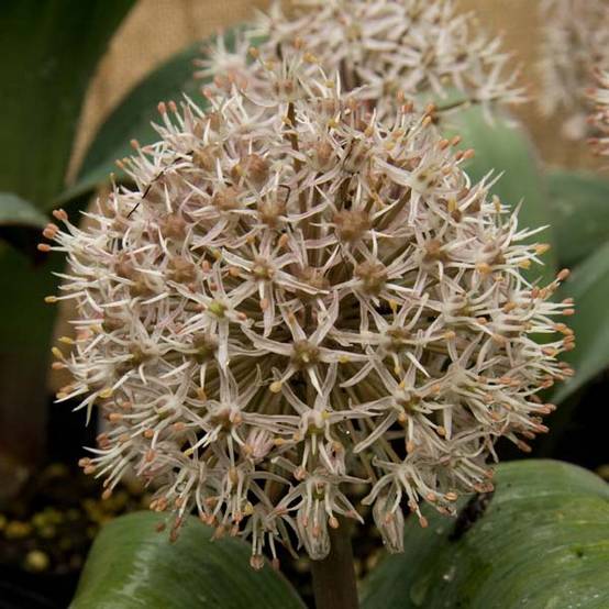 Allium karataviense - Ail d'ornement du Turkestan Pot de 12 cm / 13 cm