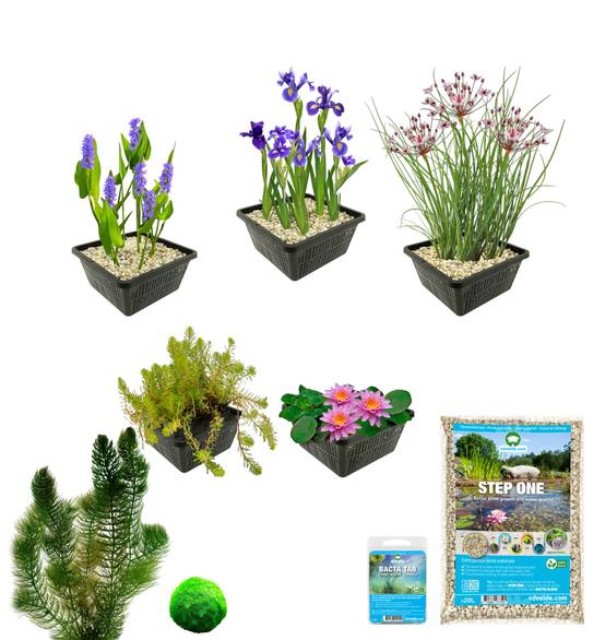 0 - Pack Bassin Rose 100-400L - Nénuphar Rose Nymphaea & Oxygénantes Berge Complet - Image 3