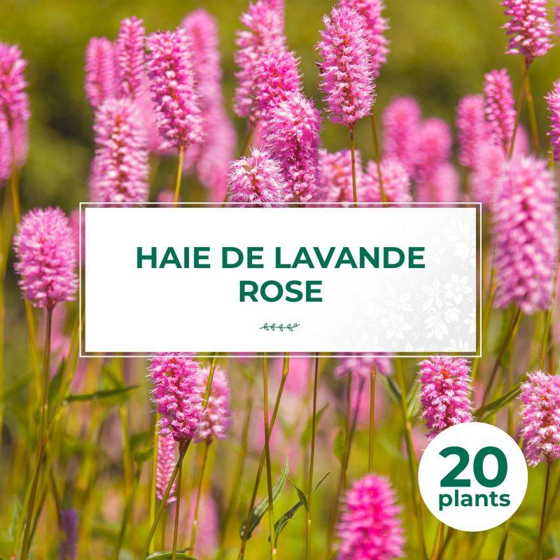 20 Lavandes Rose (Lanvandula 'Rosea') - Haie de Lavande Rose -  - Pépinières Naudet - Image 1