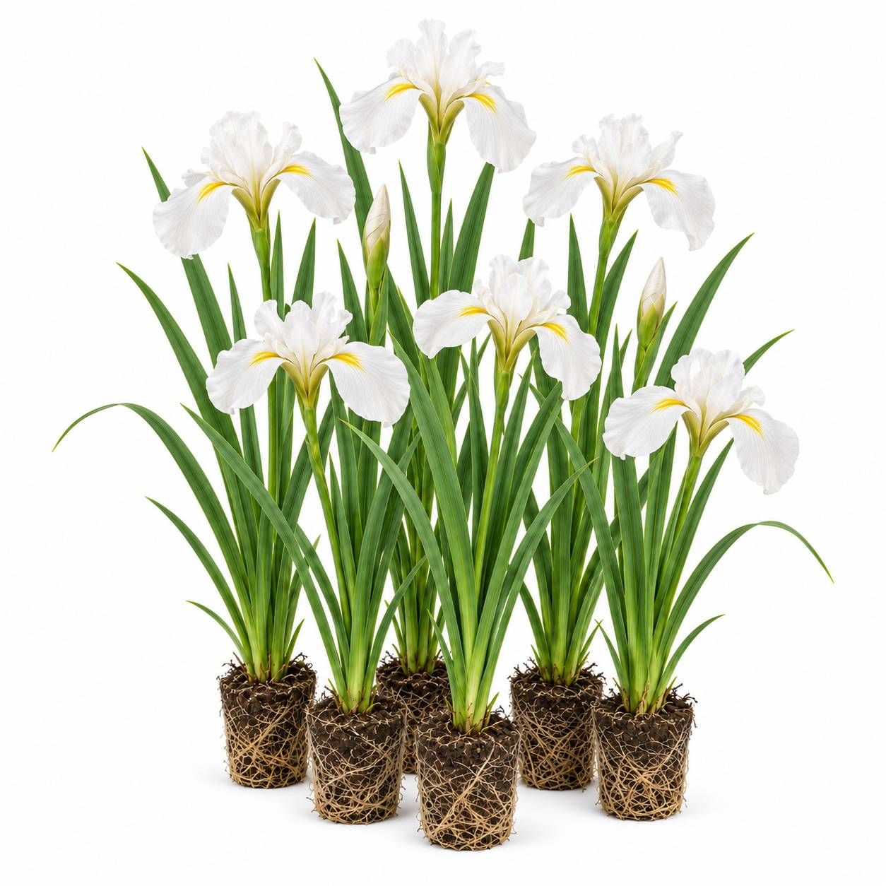 Iris blanc - Iris kaempferi - 12 plantes