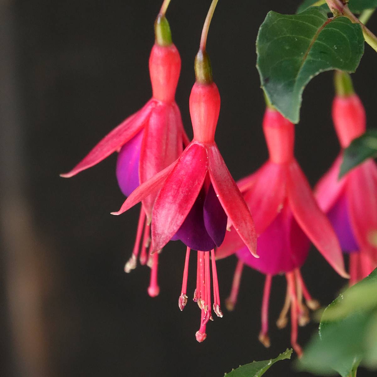 Promesse de Fleurs - Fuchsia rustique Mrs Popple Godet de 8/9 cm