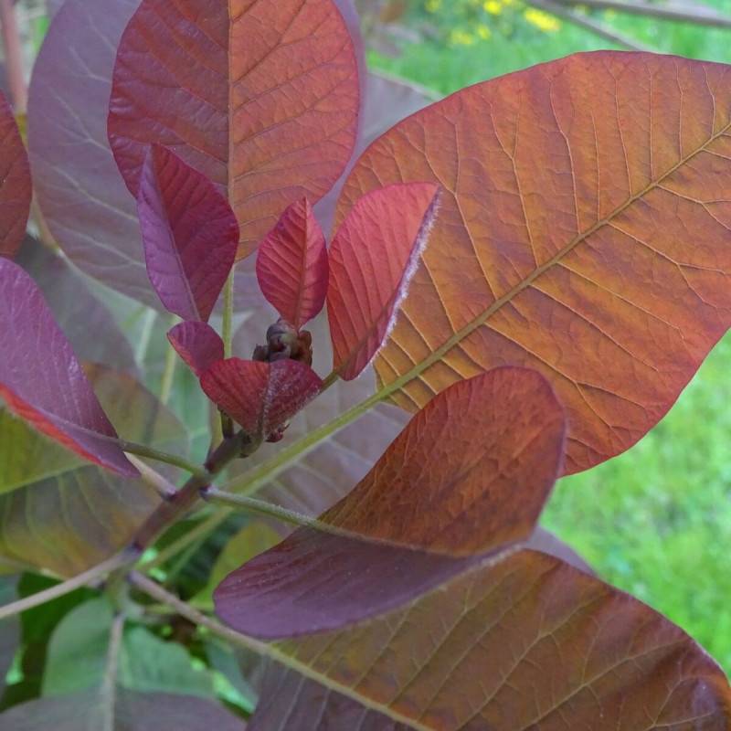 Arbre à perruque Royal Purple, Cotinus à fleurs Rose/Rouge - feuillage Caduc - Pot de 1,5L - 20/50 cm - Image 8