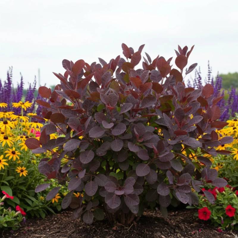 Arbre à perruque Royal Purple, Cotinus à fleurs Rose/Rouge - feuillage Caduc - Pot de 1,5L - 20/50 cm - Image 2