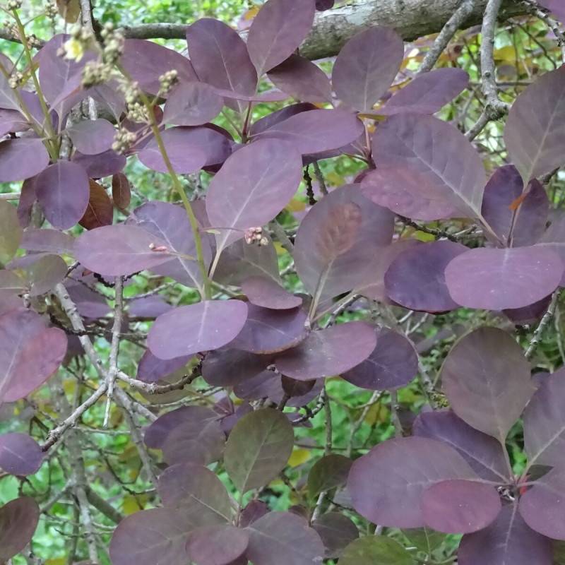 Arbre à perruque Royal Purple, Cotinus à fleurs Rose/Rouge - feuillage Caduc - Pot de 1,5L - 20/50 cm - Image 4
