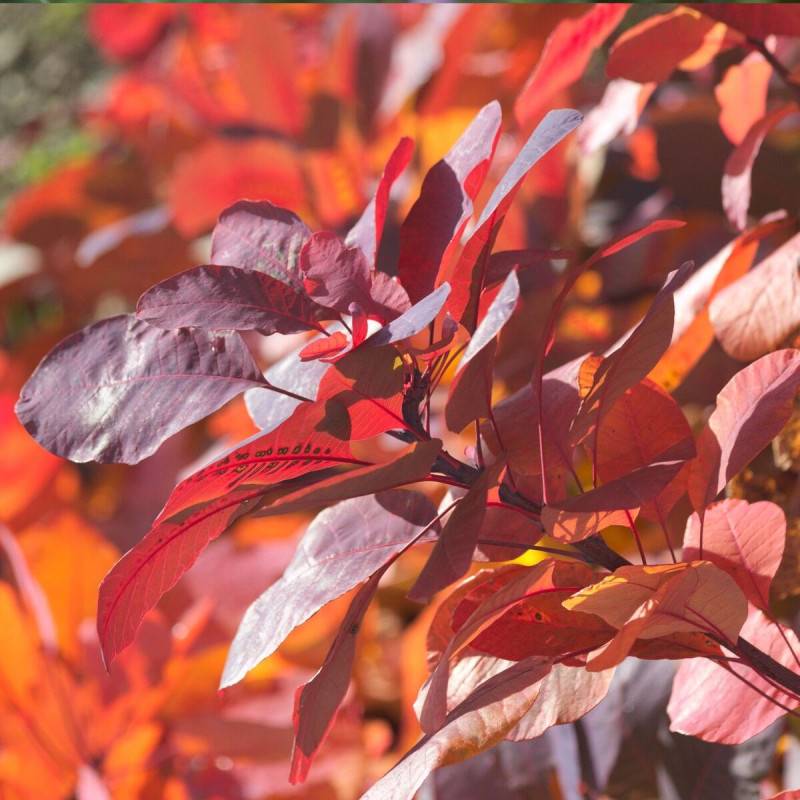 Arbre à perruque Royal Purple, Cotinus à fleurs Rose/Rouge - feuillage Caduc - Pot de 1,5L - 20/50 cm - Image 1