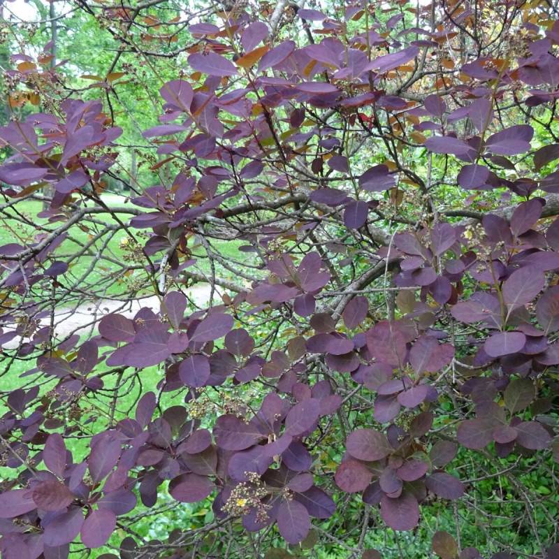 Arbre à perruque Royal Purple, Cotinus à fleurs Rose/Rouge - feuillage Caduc - Pot de 1,5L - 20/50 cm - Image 7