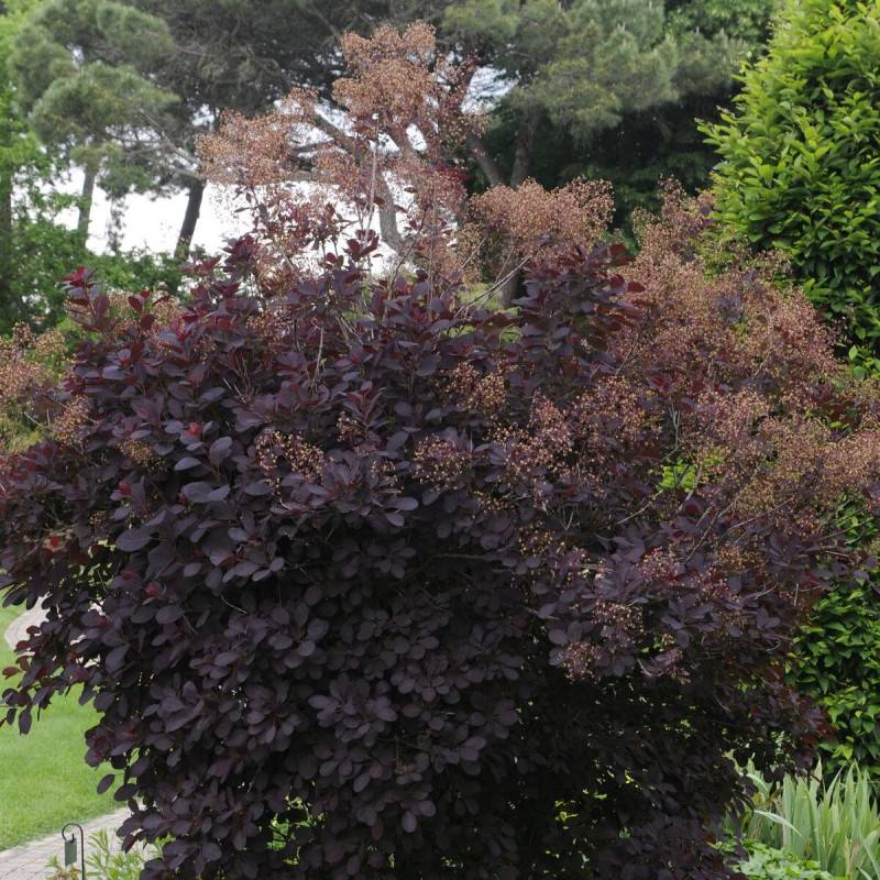 Arbre à perruque Royal Purple, Cotinus à fleurs Rose/Rouge - feuillage Caduc - Pot de 1,5L - 20/50 cm - Image 3