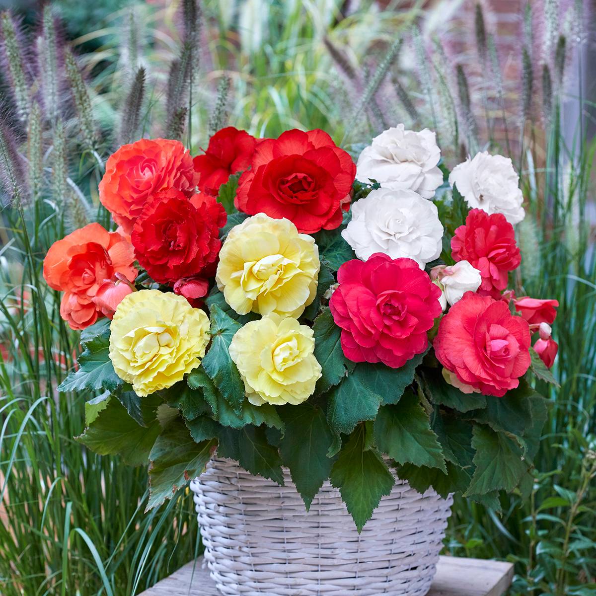 Begonia Superba mix 5 couleurs - fleurs doubles Bulbe calibre 5+ (par 3)