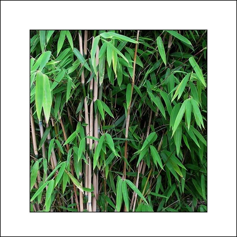 Promesse de Fleurs - Fargesia nitida Obelisk - Bambou non traçant Pot de 2L/3L - Image 1