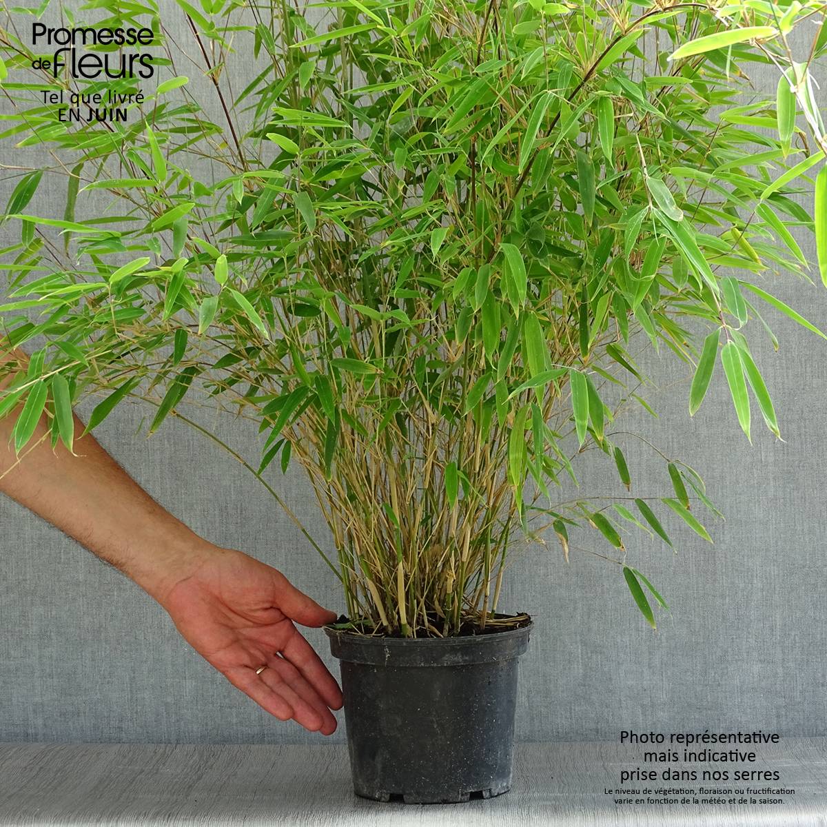 Promesse de Fleurs - Fargesia nitida Obelisk - Bambou non traçant Pot de 2L/3L - Image 2