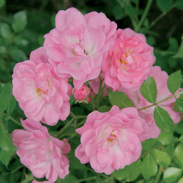 Promesse de Fleurs - Rosier couvre-sol Satina  Pot de 2L/3L