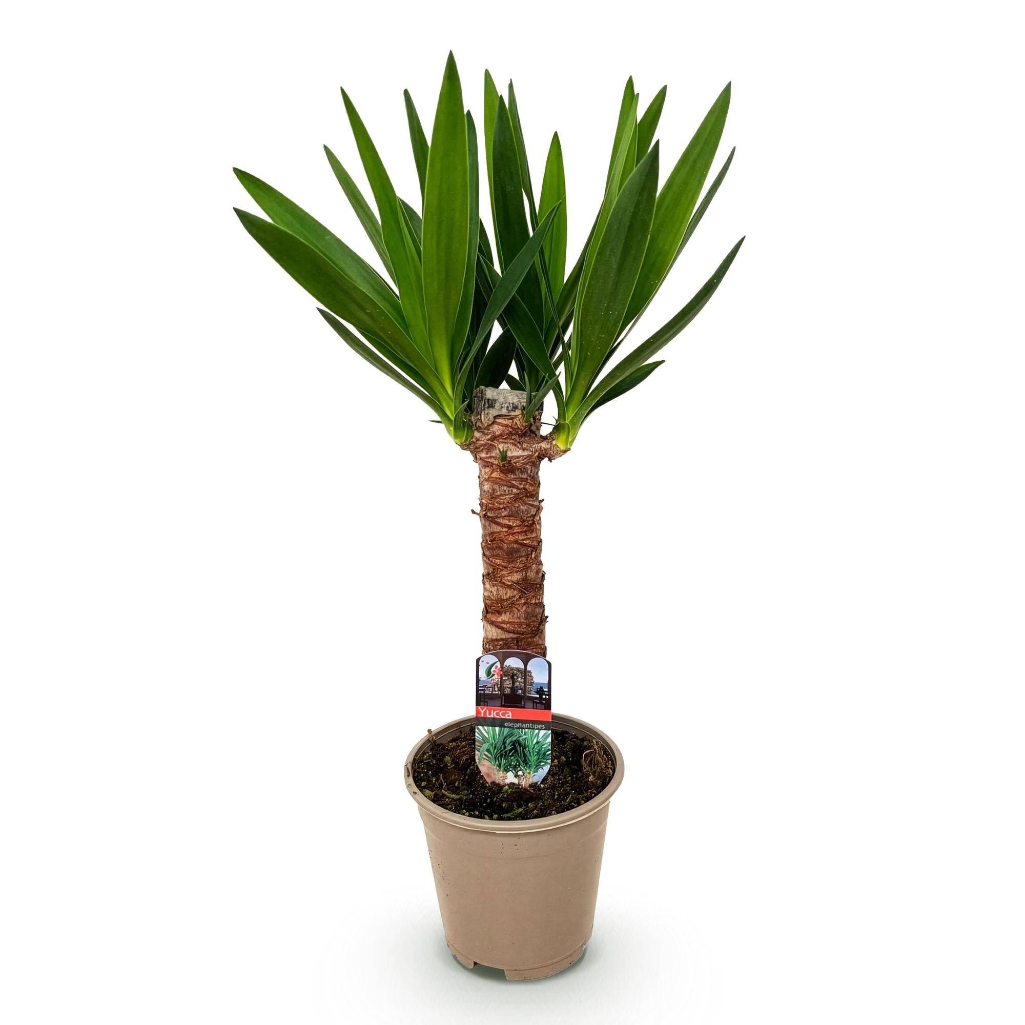 Yucca Elephantipes - D14 H55cm - Image 3