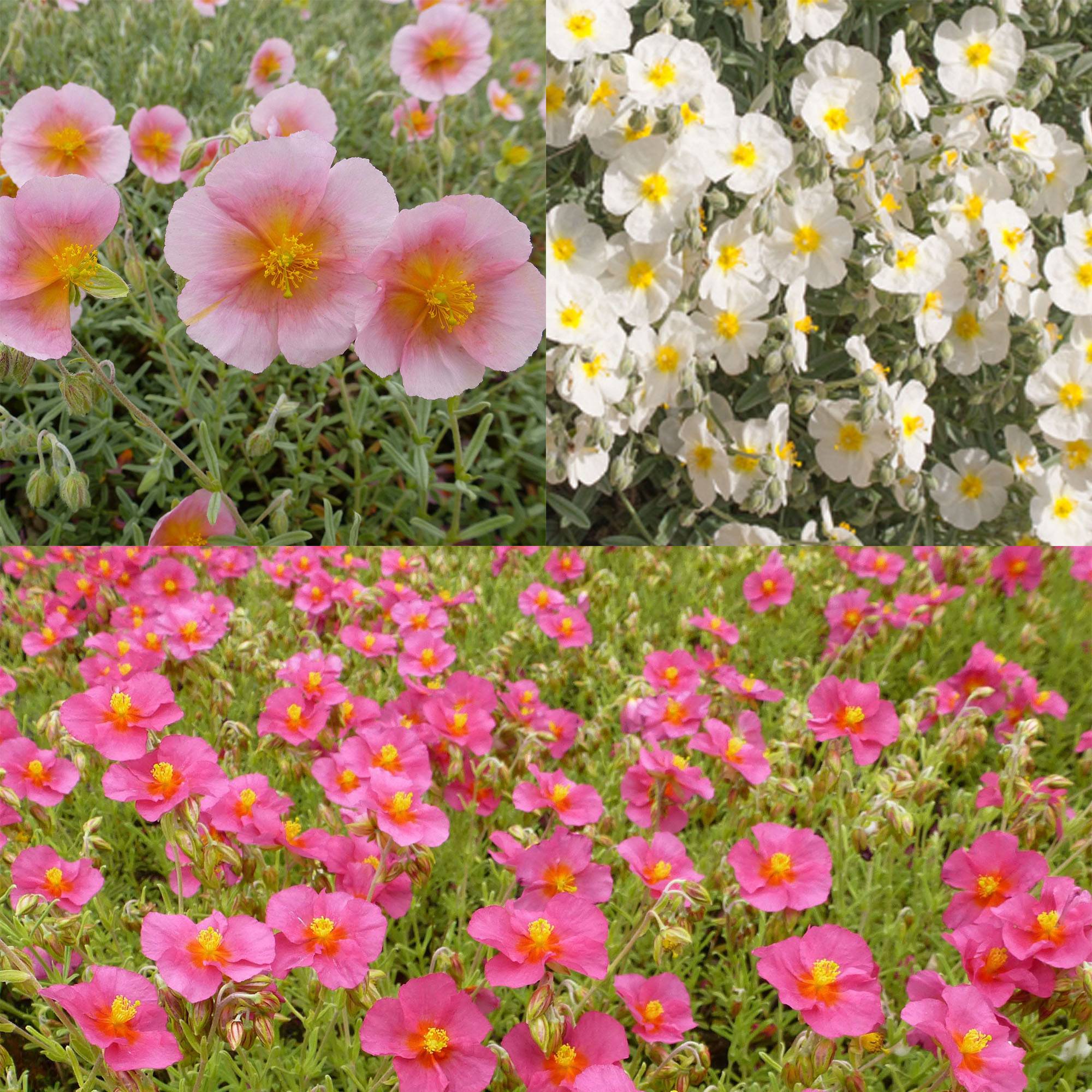 Promesse de Fleurs - Collection 3 Hélianthèmes - Collection de 3 plantes