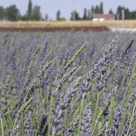 Lavande Grosso, Lavandin à fleurs Bleue - feuillage Persistant - Pot de 12L - 50/60 cm- hauteur à maturité De 0,50 m à 1,00 m - Image 9