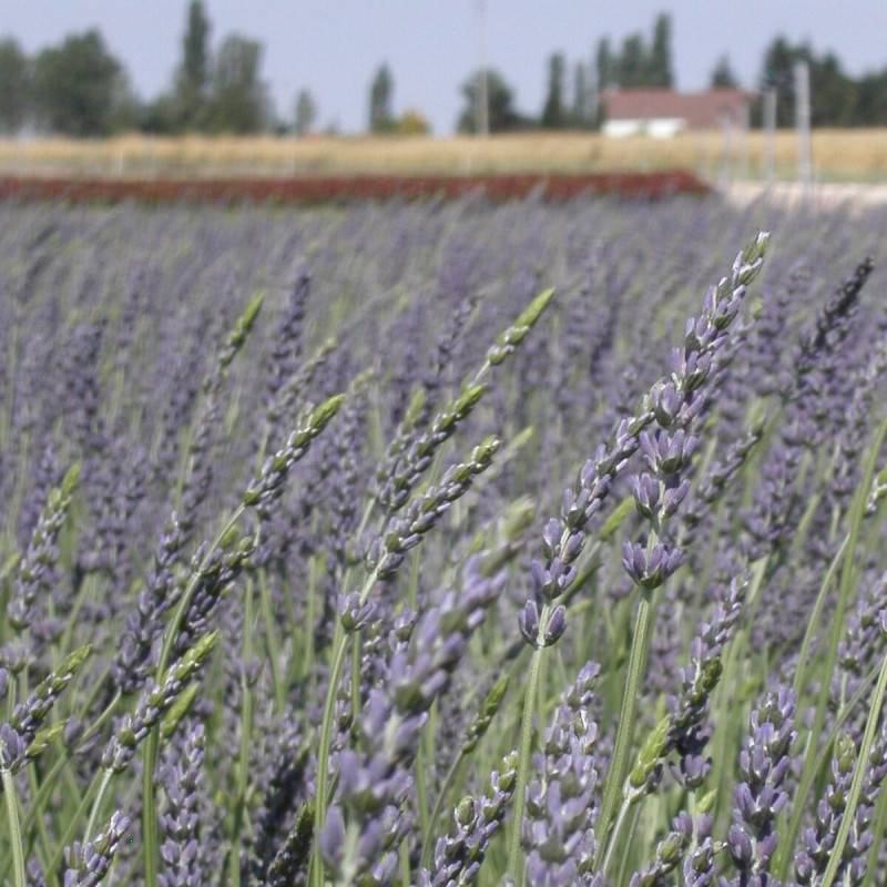 Lavande Grosso, Lavandin à fleurs Bleue - feuillage Persistant - Pot de 12L - 50/60 cm-  hauteur à maturité De 0,50 m à 1,00 m - Image 9