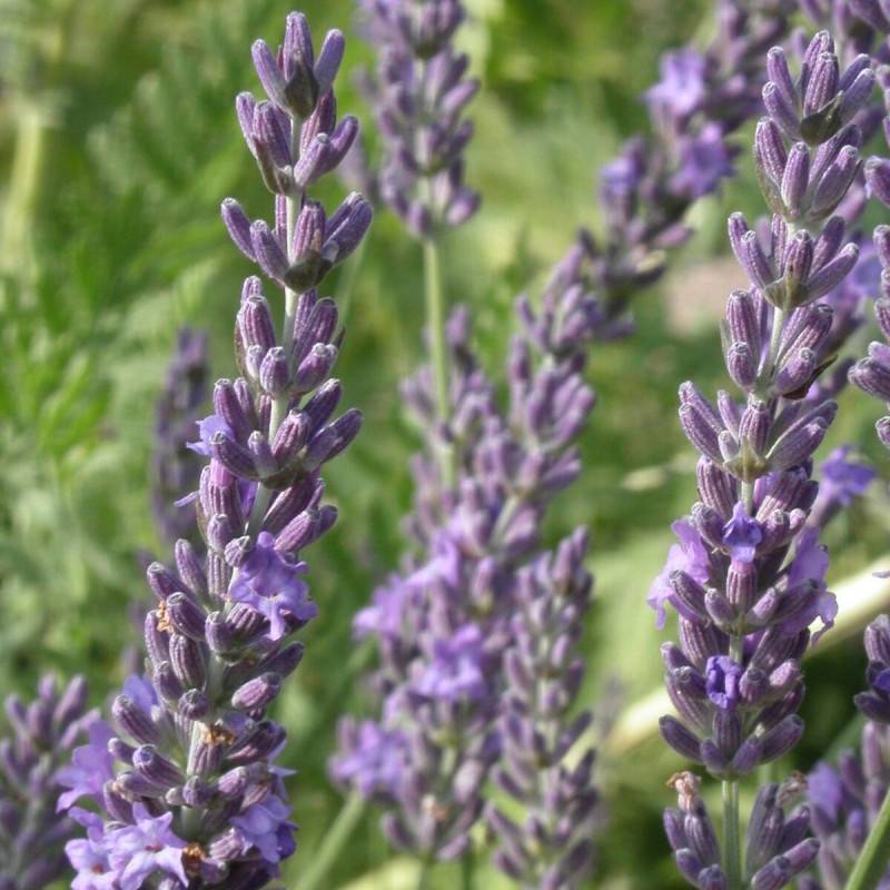 Lavande Grosso, Lavandin à fleurs Bleue - feuillage Persistant - Pot de 12L - 50/60 cm- hauteur à maturité De 0,50 m à 1,00 m - Image 7